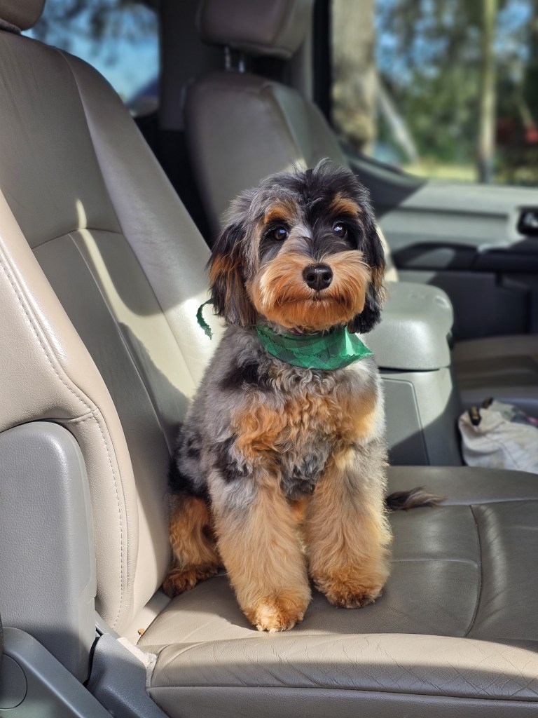 a dog sitting in a car