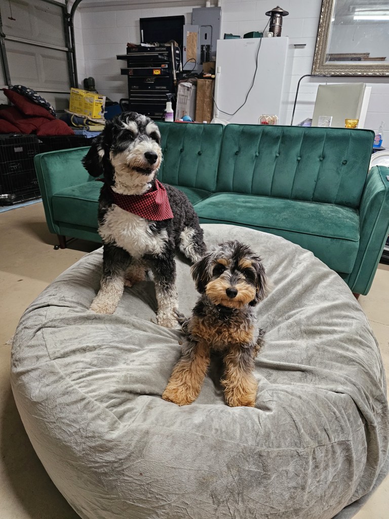 two dogs sitting on a bean bag