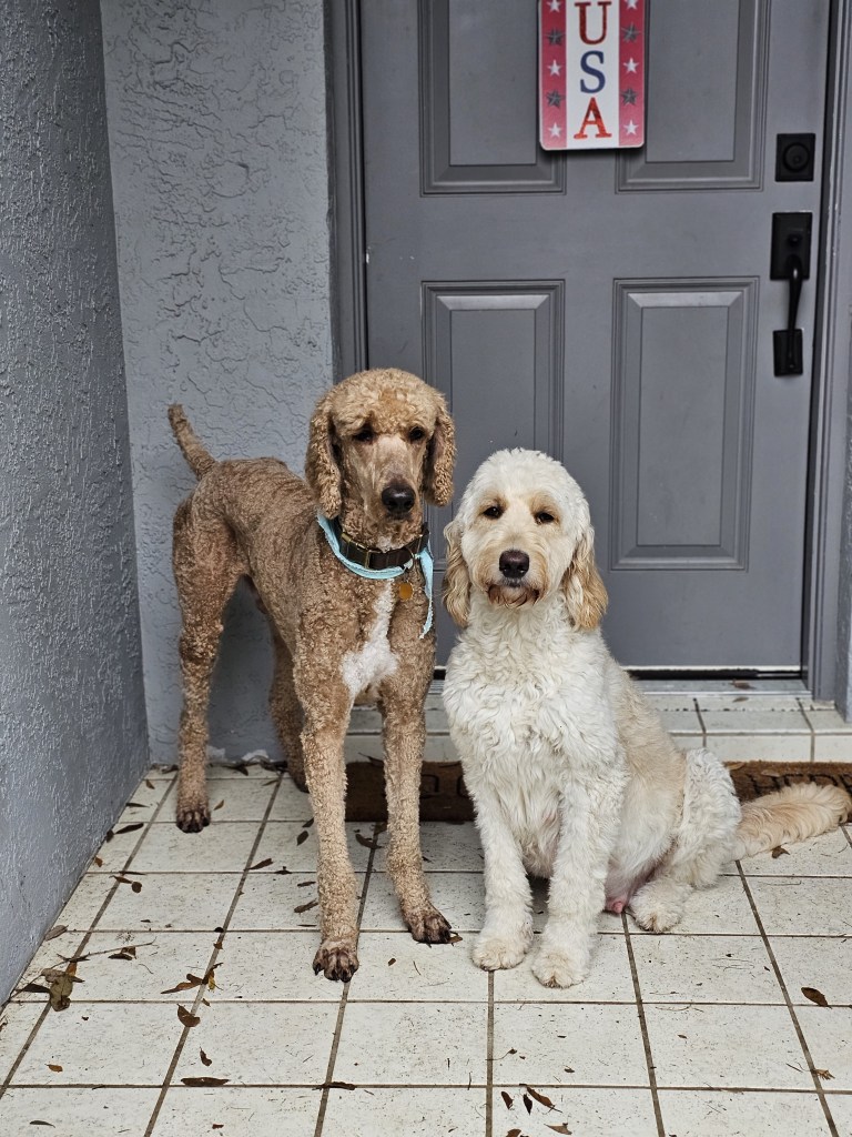 two dogs sitting on a tile floor