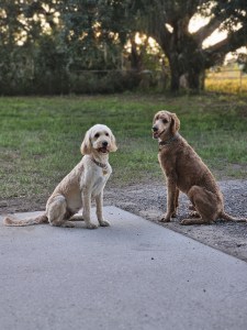 two dogs sitting on a path