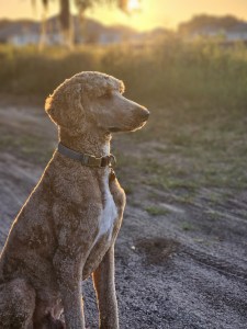 a dog sitting on a dirt path