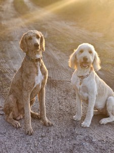 two dogs sitting on a dirt road