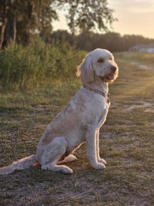 a dog sitting on grass