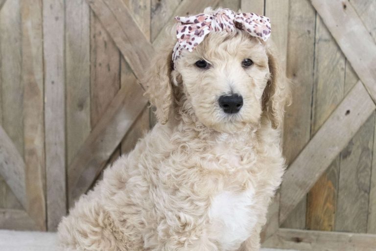 Apricot poodle puppy wearing a pink bow, sitting confidently against a wooden backdrop.