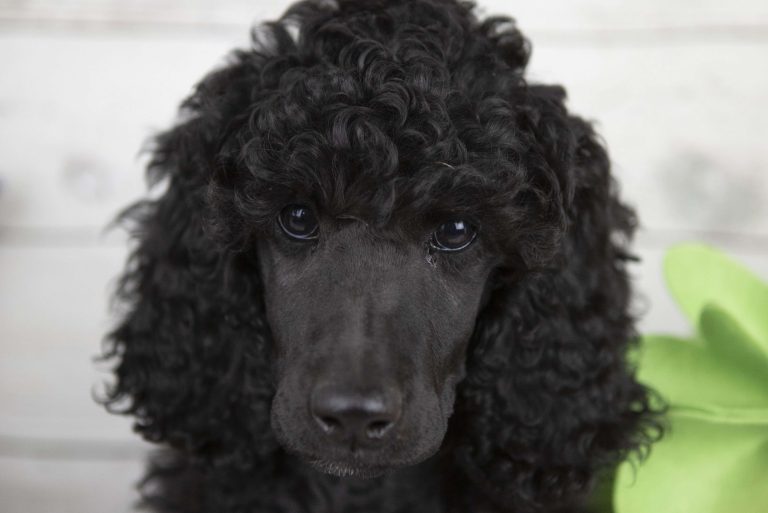 Black standard poodle with a thick curly coat, sitting calmly against a neutral background.
