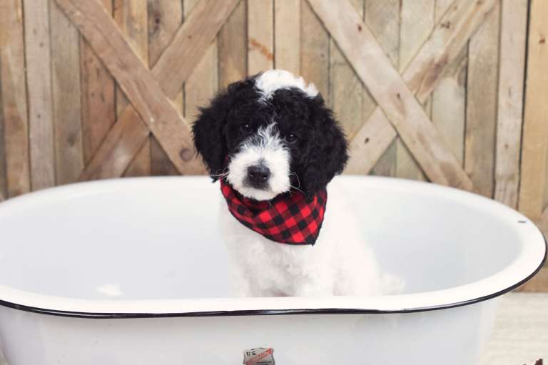Black and white poodle puppy wearing a red and black plaid bandana, sitting in a vintage bathtub.