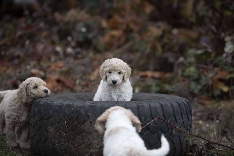 F1B Goldendoodle puppies interacting with a large tire outdoors.