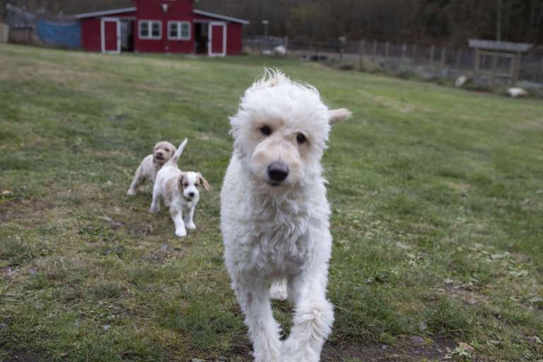 Cream and apricot F1B Standard Goldendoodle puppies running in a grassy field.