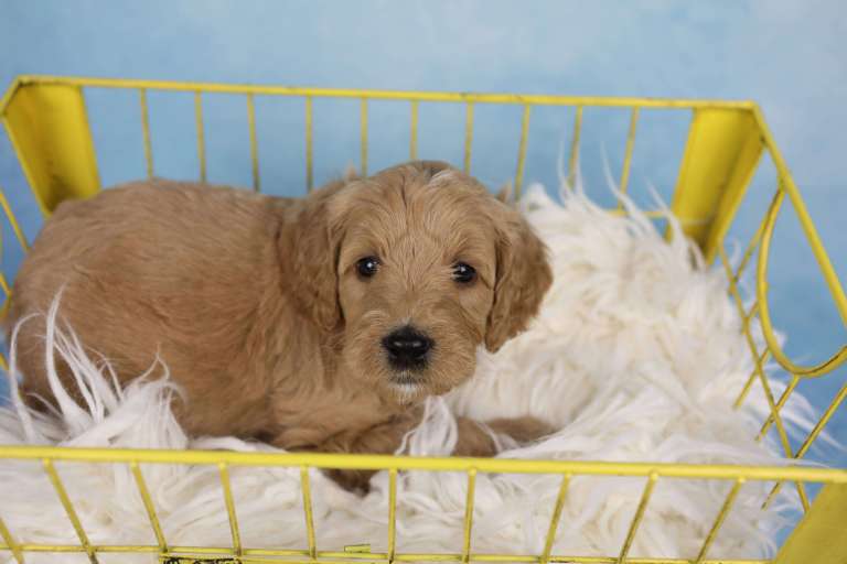 Golden F1B Standard Bernedoodle puppy resting in a yellow basket with a white furry blanket.