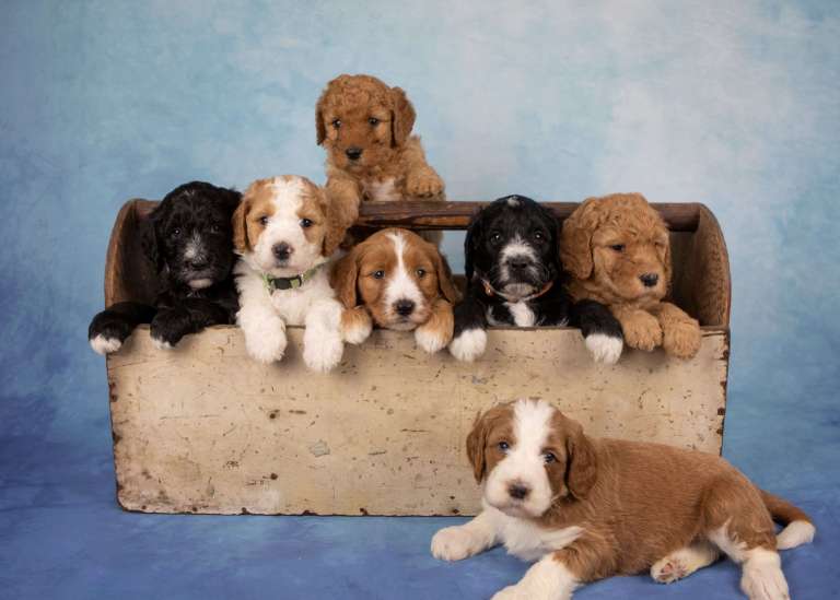 A group of multicolored F1B Standard Bernedoodle puppies sitting in a wooden crate.