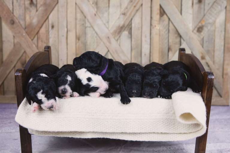 F1B Standard Bernedoodle puppies resting together on a cozy wooden bench.