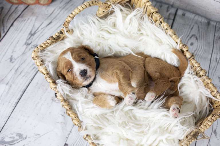 Sleepy F1B Standard Bernedoodle puppy nestled in a woven basket with a white fluffy blanket.