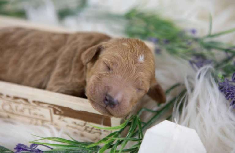 Newborn apricot AKC poodle puppy sleeping in a decorative wooden box