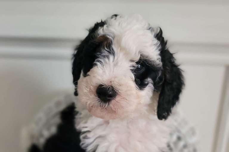 Close-up of a black and white mini bernedoodle puppy with curly fur.