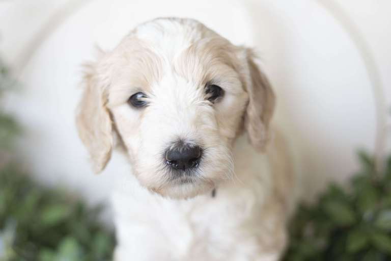 Close-up of a cream and white F1B standard Goldendoodle puppy with a soft wavy coat.