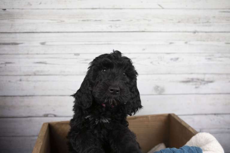 Newborn F1B Standard Bernedoodle puppies sleeping together.