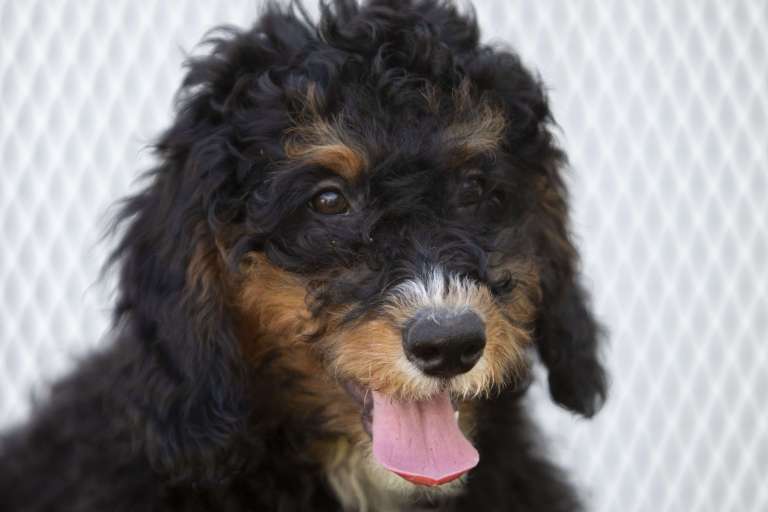 Close-up of a black tricolor F1B Mini Bernedoodle puppy with a pink tongue.