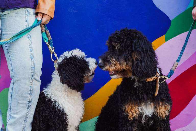 Two F1B Mini Bernedoodles on leashes sitting in front of a vibrant street art mural, facing each other.