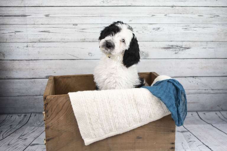 F1B Standard Bernedoodle sitting in a wooden box with a blanket.