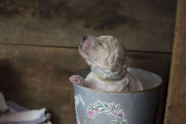 A newborn Goldendoodle puppy peeking out from a floral-decorated bucket