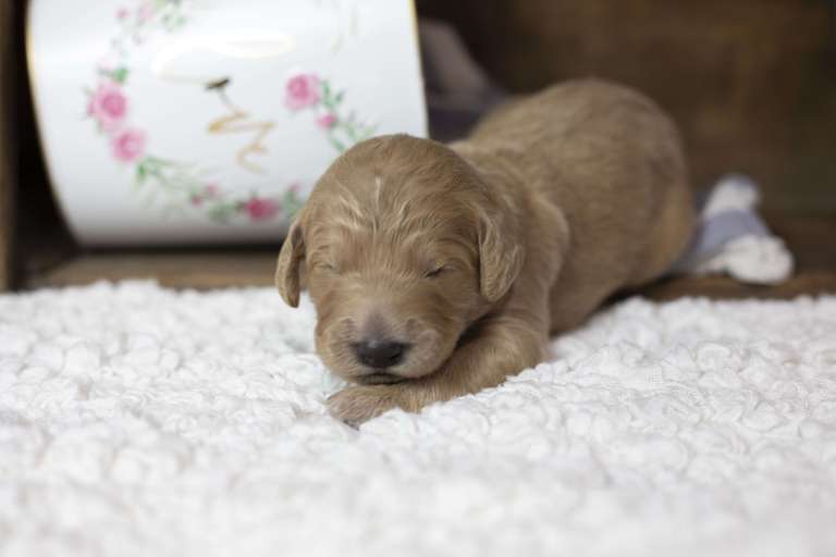 A light golden F1B Goldendoodle puppy sleeping on a white fluffy blanket
