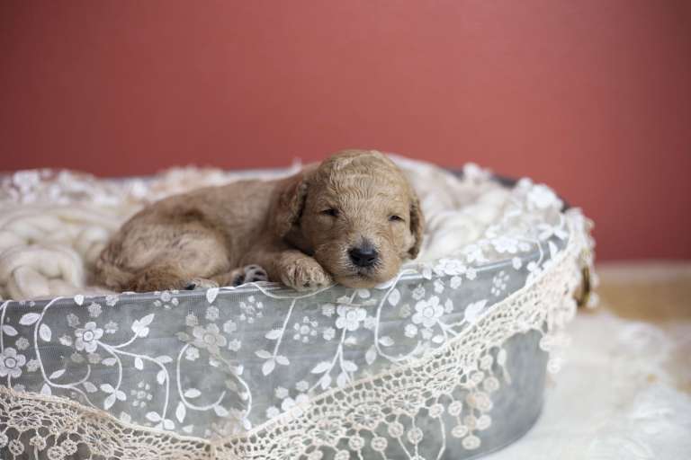 A newborn F1B Standard Goldendoodle sleeping in a lace-decorated basket