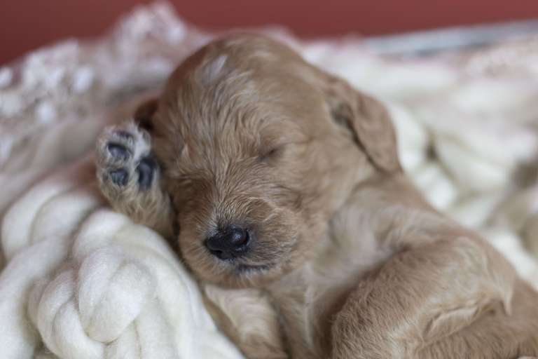 A newborn F1B Goldendoodle puppy sleeping with its paw raised