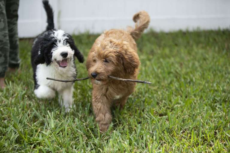 Mini bernedoodle and goldendoodle puppies playing together outside.