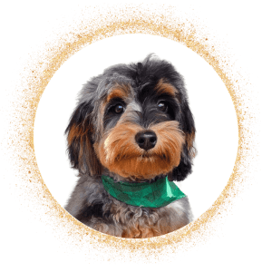Miniature Bernedoodle from Gold Diamond Pup, featuring a tri-color coat with black, brown, and white markings, framed in a luxurious golden circle.