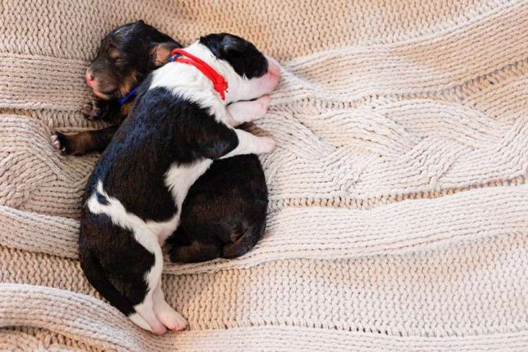 Newborn mini bernedoodle puppies snuggling on a cozy knit blanket.