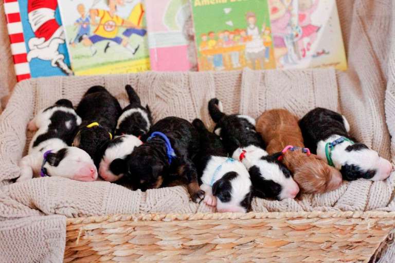Mini bernedoodle puppies in a basket with children's books in the background.