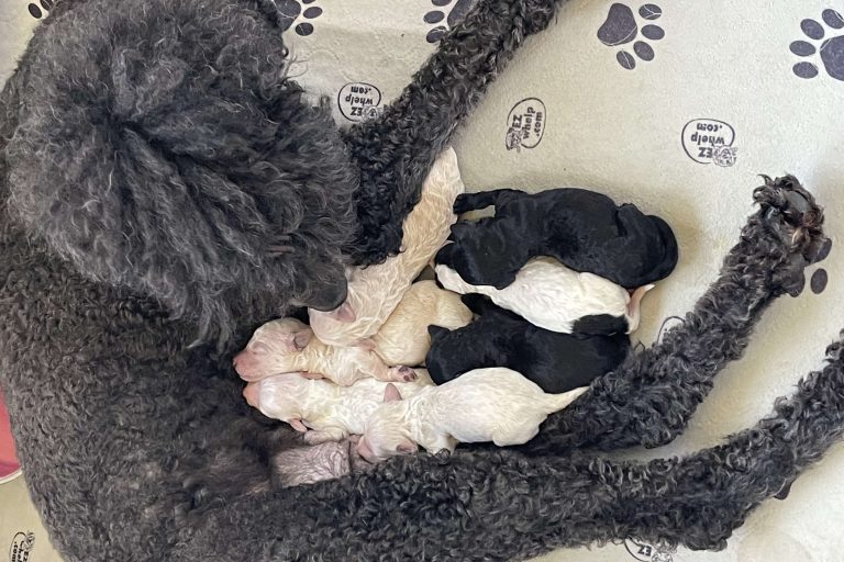 Mother poodle with her newborn puppies