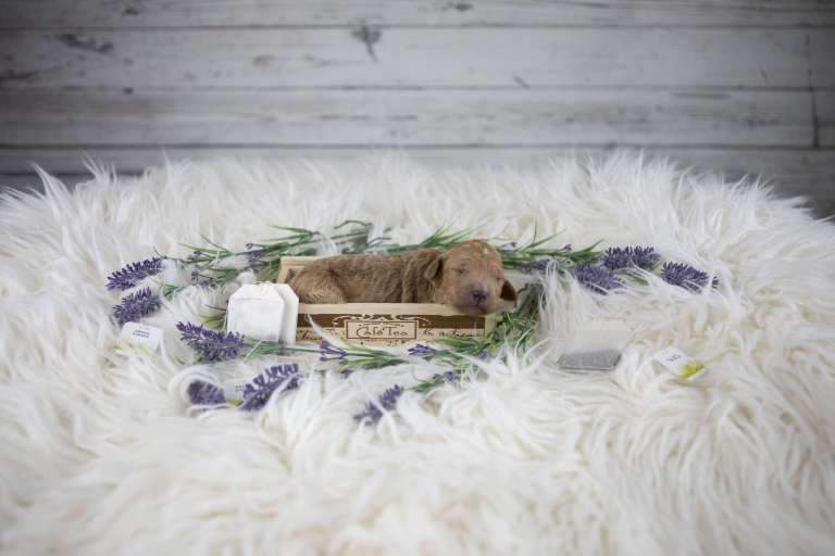 Newborn apricot AKC poodle puppy resting in a wooden box surrounded by lavender