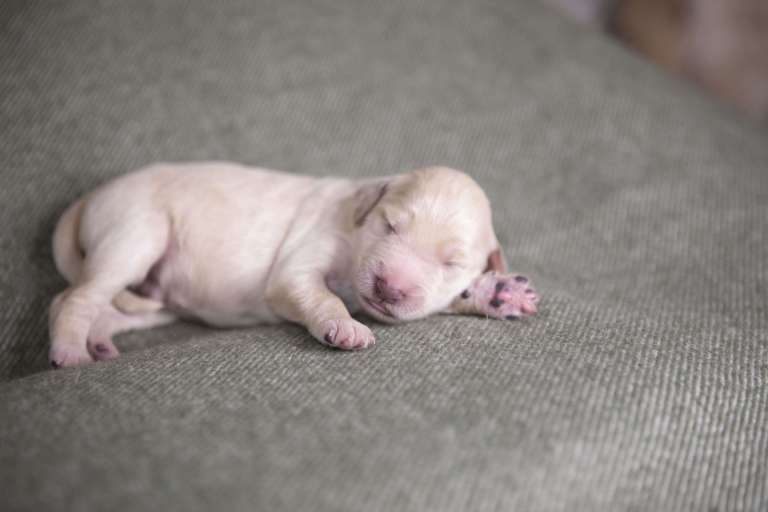 Newborn F1B standard Goldendoodle puppy sleeping on a green blanket.