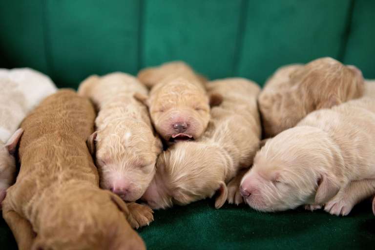 A group of newborn F1B Standard Goldendoodles sleeping on a green couch