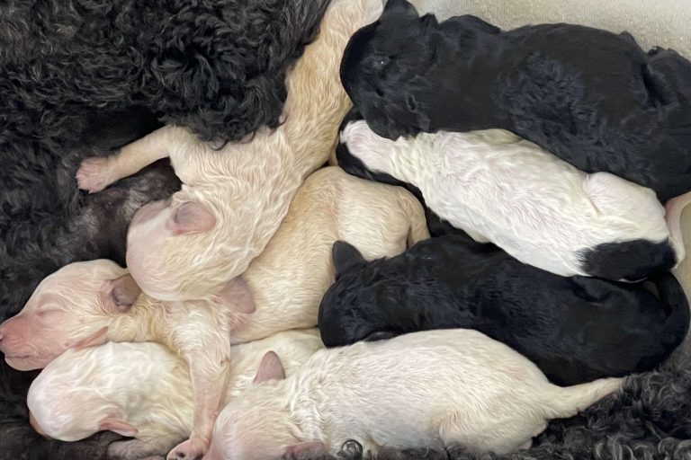 Newborn poodle puppies nursing with their mother