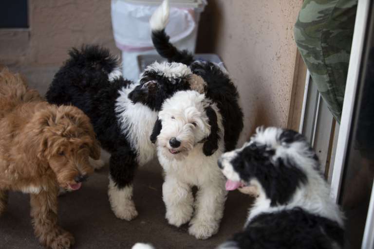 F1B Mini Bernedoodle puppies playing together on a patio.