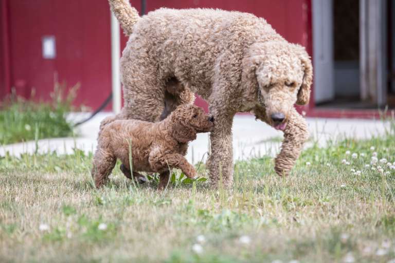 A playful red poodle puppy follows its sire through the grass near a barn.