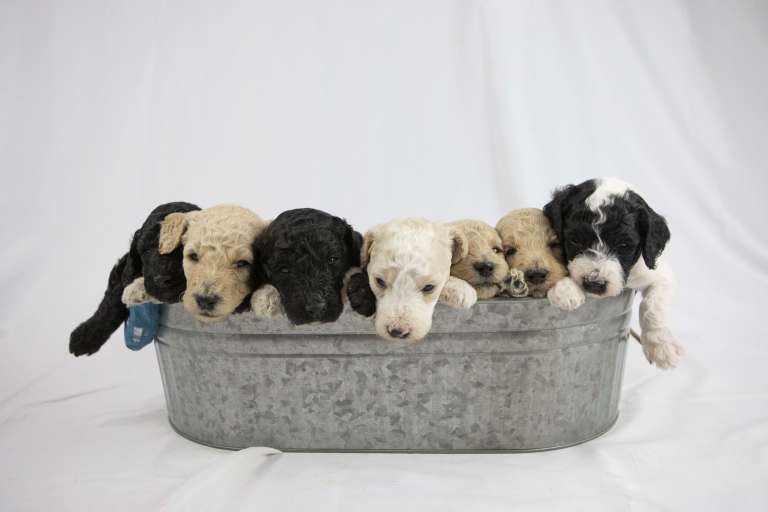 Poodle puppies sitting in a metal tub, looking curious