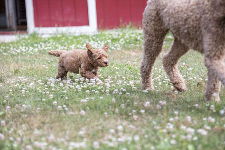 A small red poodle puppy chases its father in a yard full of clover flowers.