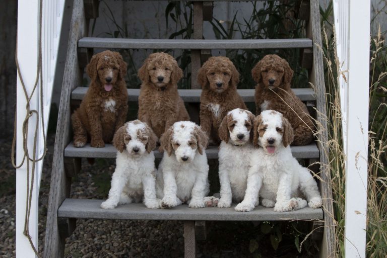 Group of Poodle puppies sitting together on outdoor steps