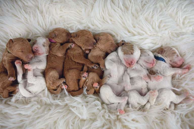 A litter of AKC poodle puppies sleeping together on a white fur blanket