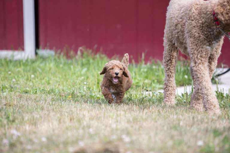 A young red poodle puppy runs in the grass with a barn in the background.
