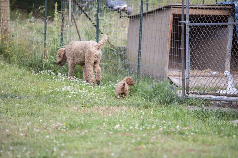 A poodle sire with her puppy exploring the yard near a fenced kennel.