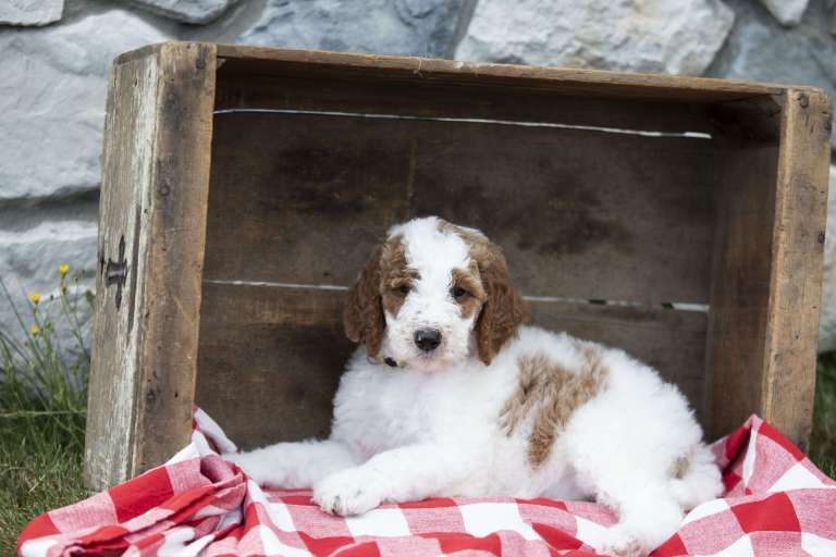 Red and white Poodle puppy laying on a picnic cloth