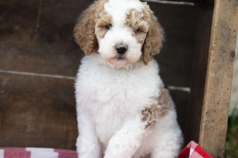 Red and white Poodle puppy sitting on a picnic cloth