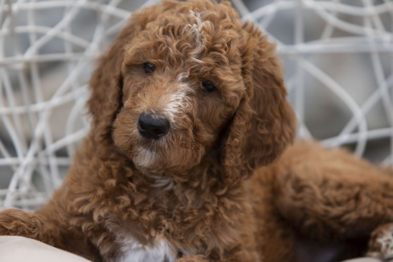 Red Poodle puppy sitting comfortably in a white chair