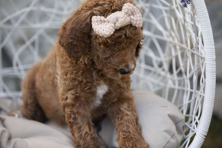 A red poodle puppy wearing a pink bow sits in a wicker chair looking down.
