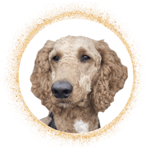 Parent is Red Standard Purebred Poodle Stud Services from Gold Diamond Pup, displaying a regal expression with a curly coat, framed in a luxurious golden circle.