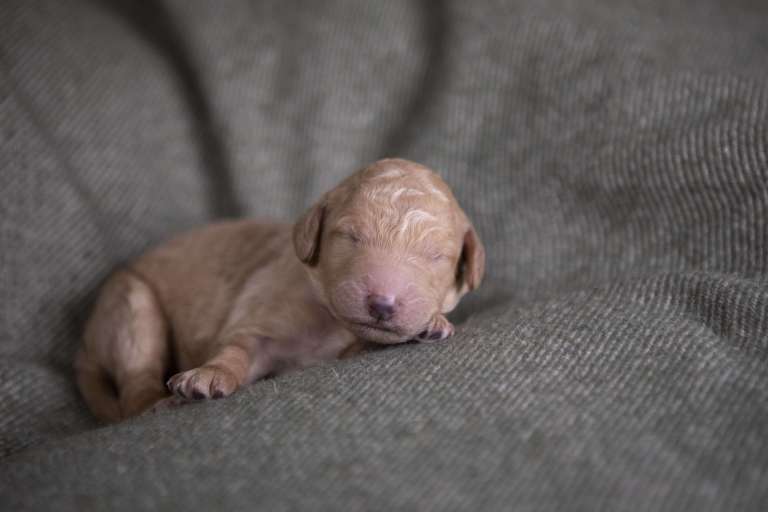 A single newborn F1B Goldendoodle puppy sleeping on a green blanket